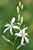 Astlose Graslilie - Anthericum liliago - St. Bernads Lily