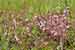 Cuscuta epithymum - Thymian-Seide, Heidekraut Clover Dodder, Hairweed