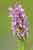 Fleischfarbenes Knabenkraut - Dactylorhiza incarnata - Early Marsh Orchid, Bild, Beckumer Berge