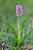 Fleischfarbenes Knabenkraut - Dactylorhiza incarnata - Early Marsh Orchid, Foto