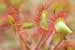 Rundblättriger Sonnentau - Drosera rotundifolia - Round-leaved Sundew