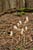 Blattloser Widerbart Hüfingen, Rauschachen, Deggenreuschen - Epipogium aphyllum - Ghost Orchid