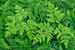 Gymnocarpium  dryopteris - Eichenfarn - Oak Fern Foto