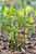 Helleborus viridis - Grüne Nieswurz - Green Hellebore