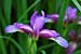 Iris graminea - Pflaumenduft Iris - Plum Scented Iris