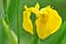 Iris pseudacorus - Sumpfschwertlilie Gelbe Schwertlilie Yellow Flag Iris