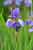 Iris sibirica Siberian Iris - Sibirische Schwertlilie