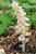 Gewöhnliche Schuppenwurz - Lathraea squamaria - Common Toothwort, Foto