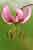 Türkenbundlilie - Lilium martagon - Martagon Lily, Einzelblüte