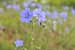 Linum perenne - Ausdauernder Lein- Perennial Flax Foto