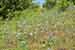 Linum perenne - Ausdauernder Lein- Perennial Flax Foto