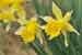 Narcissus pseudonarcissus - Gelbe Wildnarzisse - Wild Daffodil