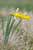 Narcissus pseudonarcissus - Gelbe Narzisse - Wild Daffodil Foto