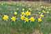 Narcissus pseudonarcissus - Gelbe Narzisse - Wild Daffodil