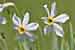 Narcissus radiiflorus - Stern-Narzisse - Narrow-leaved Narcissus - Weisse Bergnarzisse
