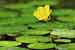 Nymphoides peltata - Europäische Seekanne - Fringed Water Lily Photo