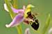 Gehörnte Ragwurz - Ophrys cornuta - Horned Woodcock Orchid