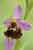 Hummel-Ragwurz - Ophrys holoserica - Late Spider Orchid