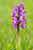 Kleines Knabenkraut - Orchis morio - Green-veined Orchid