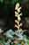Efeu-Sommerwurz - Orobanche hederae - Ivy Broomrape