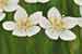 Parnassia palustris - Sumpf-Herblatt - Bog Star Bild