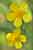 Brennender Hahnenfuss - Ranunculus flammula - Lesser Spearwort
