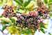 Sambucus niger - Schwarzer Holunder - Elderberry
