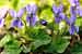 Viola odorata -  Duftveilchen Märzveilchen- English Violet - Foto