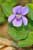 Viola reichenbachiana -  Wald-Veilchen, Waldveilchen- Wood Violet