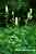 Wolfseisenhut - Aconitum vulparia - Yellow Wolfsbane