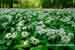 Bärlauch Wald - Allium ursinum - Bears Garlic