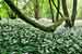 Bärlauch Waldstandort - Allium ursinum - Bears Garlic