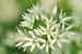 Bärlauch Blüte - Allium ursinum - Bears Garlic