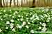 Weisses Buschwindröschen - Anemone nemorosa - Wind Flower