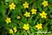Gelbes Buschwindröschen - Anemone ranunculoides - Yellow Wind Anemone