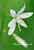 Aestige Graslilie - Anthericum ramosum - Branched St Bernard´s Lily