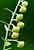 Artemisia absinthium - Wermut - Absinth Wormwood