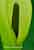Arum maculatum - Gefleckter Aronstab Spatha, Cuckoo Pint