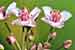 Butomus umbellatus - Schwanenblume Blumenbinse - Flowering Rush