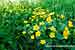 Sumpfdotterblume - Caltha palustris - Marsh Marigold