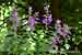 Campanula latifolia - Breitblättrige Glockenblume - Giant Bellflower