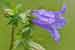 Campanula trachelium Nessel-Glockenblume - Nettle Leaved Bellflower Foto