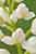Schwertblättriges Waldvögelein - Cephalanthera longifolia - Sword leaved Helleborine
