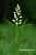 Schwertblättriges Waldvöglein - Cephalanthera longifolia - Sword-leaved Helleborine