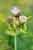 Kohldistel, Cirsium oleraceum - Cabbage Thristle Foto