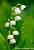 Maiglöckchen - Convallaria majalis - Lily of the Valley