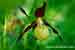 Frauenschuh  - Cypripedium calceolus - Lady´s Slipper Orchid