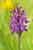 Breitblättriges Knabenkraut - Dactylorhiza majalis - Broad-leaved Marsh Orchid
