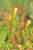 Englischer Sonnentau Blatt - Drosera anglica - English Sundew