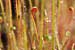 Sonnentau , Drosera filiiformis , Thread-leaved Sundew